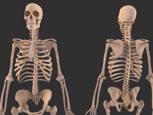 human anatomy full body muscular system and skeleton 3D Model