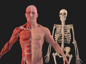 human anatomy full body muscular system and skeleton 3D Model