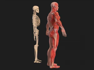 human anatomy full body muscular system and skeleton 3D Model