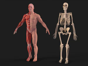 human anatomy full body muscular system and skeleton 3D Model