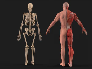 human anatomy full body muscular system and skeleton 3D Model