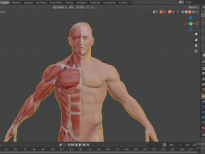 human anatomy full body muscular system and skeleton 3D Model