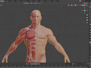 human anatomy full body muscular system and skeleton 3D Model