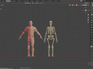 human anatomy full body muscular system and skeleton 3D Model