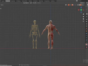 human anatomy full body muscular system and skeleton 3D Model