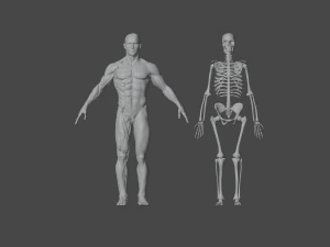human anatomy full body muscular system and skeleton 3D Model