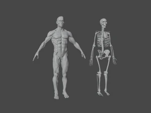 human anatomy full body muscular system and skeleton 3D Model