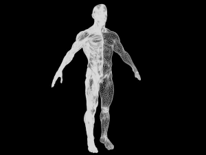 human anatomy full body muscular system and skeleton 3D Model