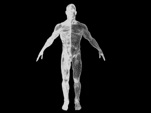 human anatomy full body muscular system and skeleton 3D Model