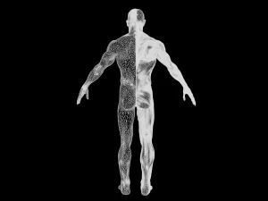 human anatomy full body muscular system and skeleton 3D Model