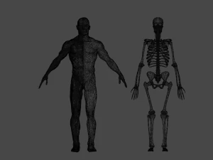 human anatomy full body muscular system and skeleton 3D Model
