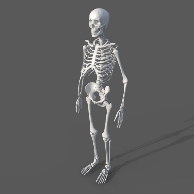Surgical Skeleton 3D Model .c4d .max .obj .3ds .fbx .stl .blend