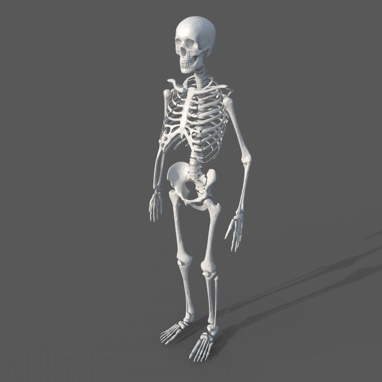 Surgical Skeleton 3D Model .c4d .max .obj .3ds .fbx .stl .blend 
