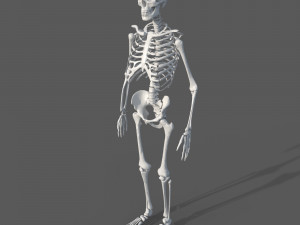Surgical Skeleton 3D 模型