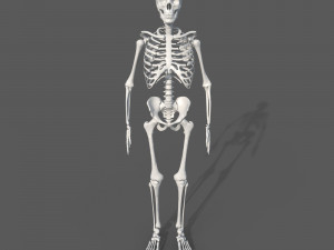 Surgical Skeleton 3D Model