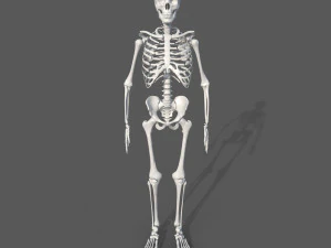 Surgical Skeleton 3D Model