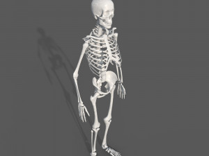 Surgical Skeleton 3D Model