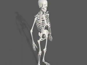 Surgical Skeleton 3D Model