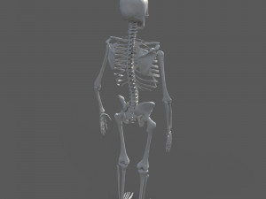 Surgical Skeleton 3D Model