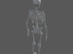 Surgical Skeleton 3D Model