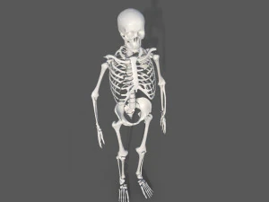 Surgical Skeleton 3D Model