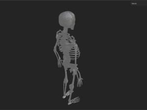 Surgical Skeleton 3D Model