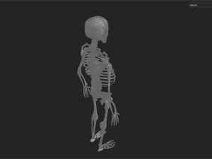 Surgical Skeleton 3D Model