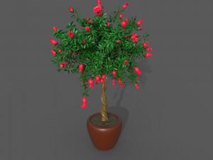 Pomegranate Tree 3D Модель