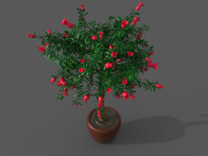 Pomegranate Tree Model 3D