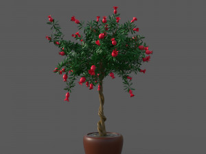 Pomegranate Tree Model 3D