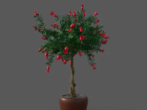 Granaatappelboom 3D Model
