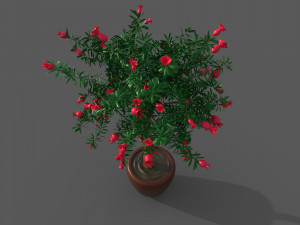 Pomegranate Tree Model 3D