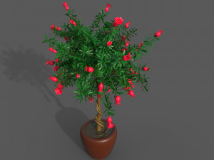 Pomegranate Tree Model 3D