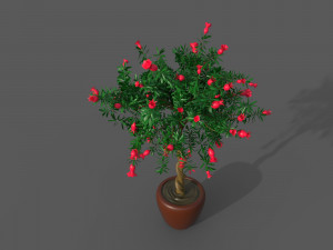 Pomegranate Tree Model 3D
