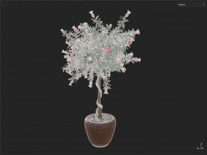 Pomegranate Tree Model 3D