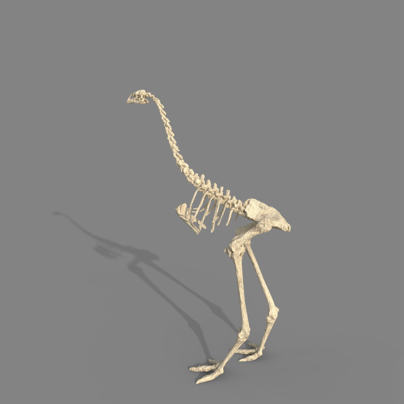 Dinosaur fossil Model 3D .c4d .max .obj .3ds .fbx .stl .blend 