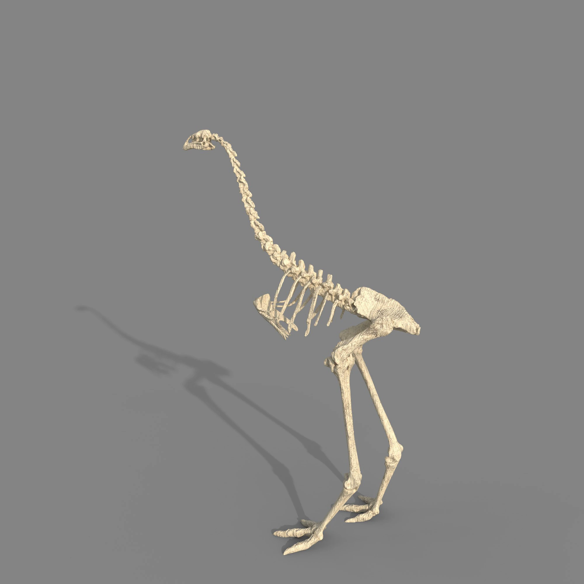 Dinosaur fossil 3D Model .c4d .max .obj .3ds .fbx .stl .blend 