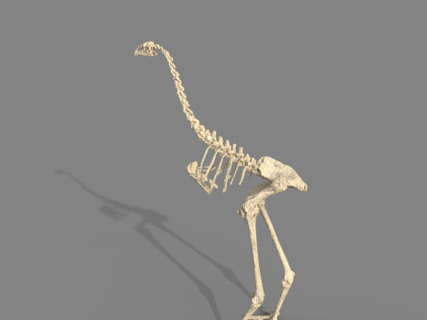 Dinosaur fossil 3D Model