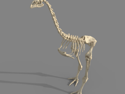 Dinosaur fossil Model 3D