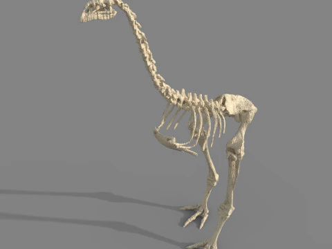 Dinosaur fossil 3D Model