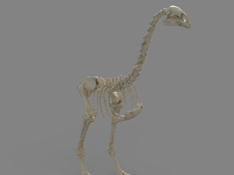 Dinosaur fossil Model 3D