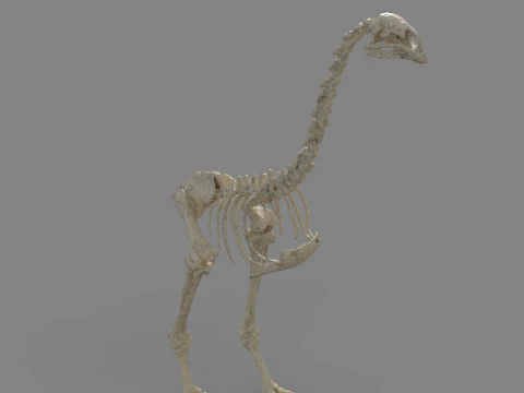 Dinosaur fossil 3D Model