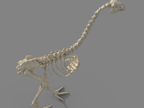 Dinosaur fossil Model 3D