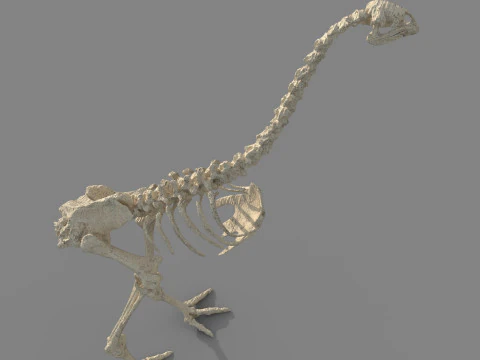 Dinosaur fossil 3D Model