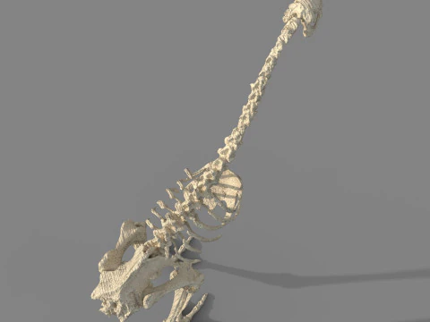 Dinosaur fossil 3D Model