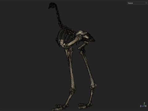 Dinosaur fossil Model 3D