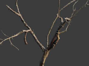 dead tree set dry scan pbr 3D Model