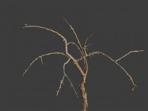 dead tree set dry scan pbr 3D Model
