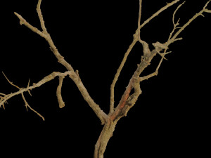 dead tree set dry scan pbr 3D Model