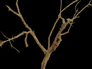 dead tree set dry scan pbr 3D Model